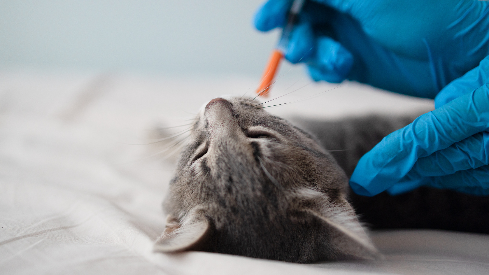 A Superior Treatment for FIP