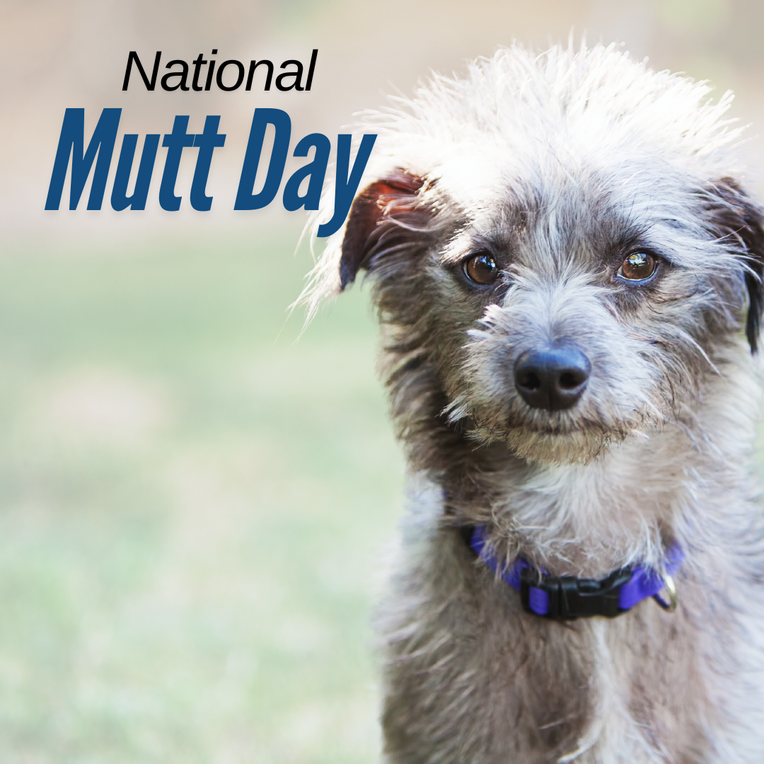 National Mutt Day