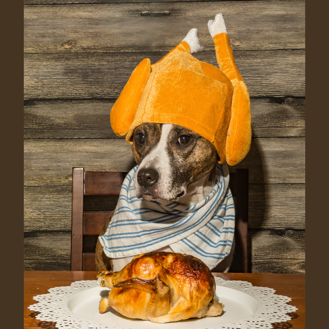 5 Ways to Keep Your Dog Out of the ER This Thanksgiving