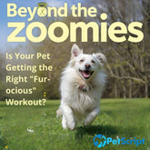 Beyond the Zoomies