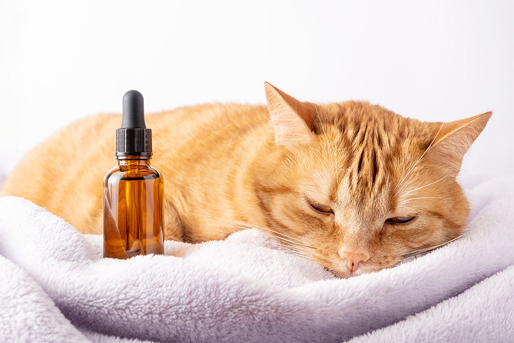Can Cancer Be Treated in Pets? Common Medications for Pets With Cancer