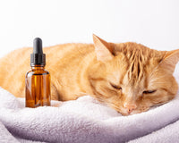 Can Cancer Be Treated in Pets? Common Medications for Pets With Cancer