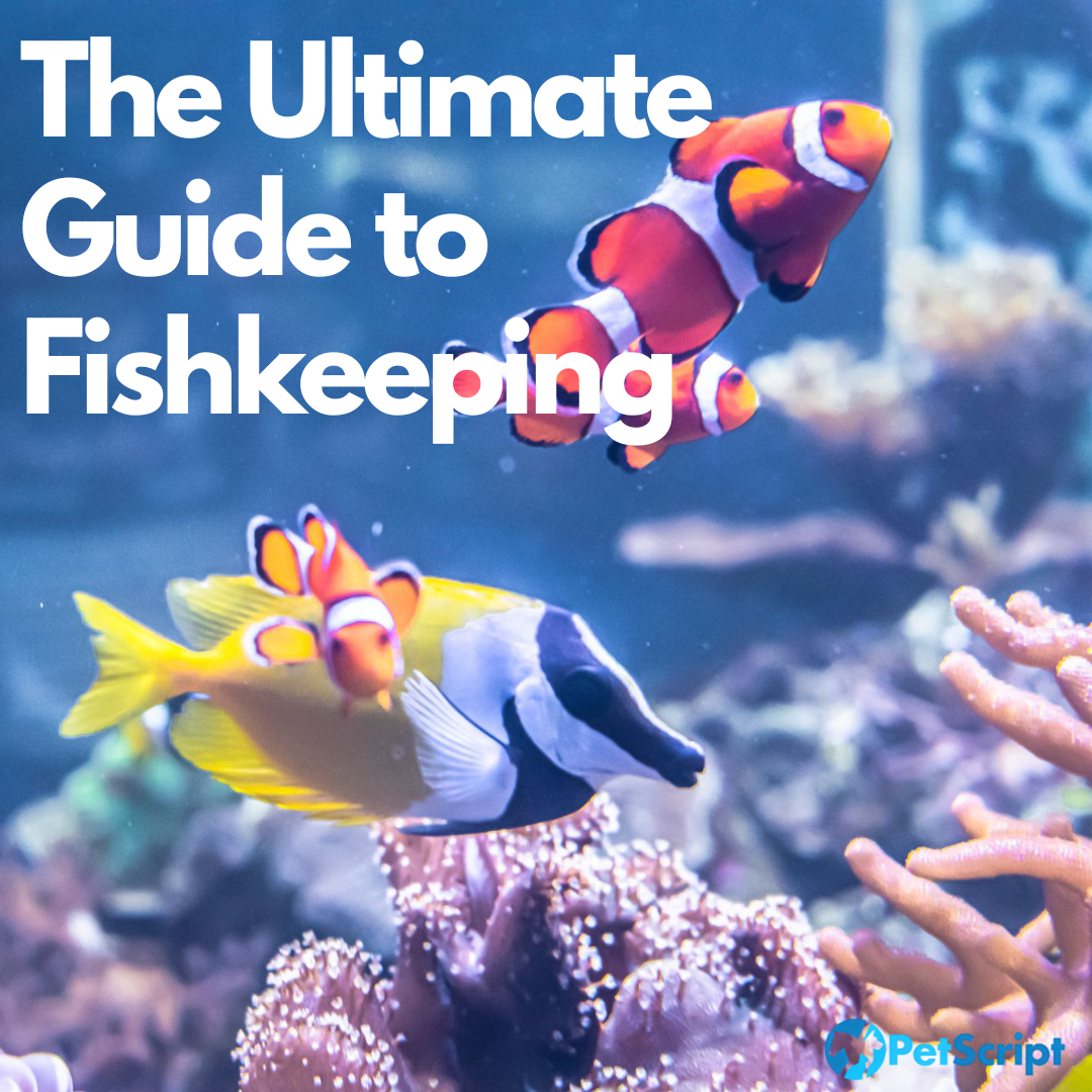 The Ultimate Guide to Fishkeeping