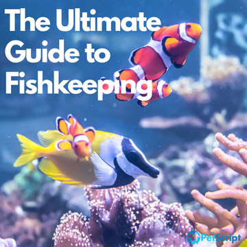 The Ultimate Guide to Fishkeeping