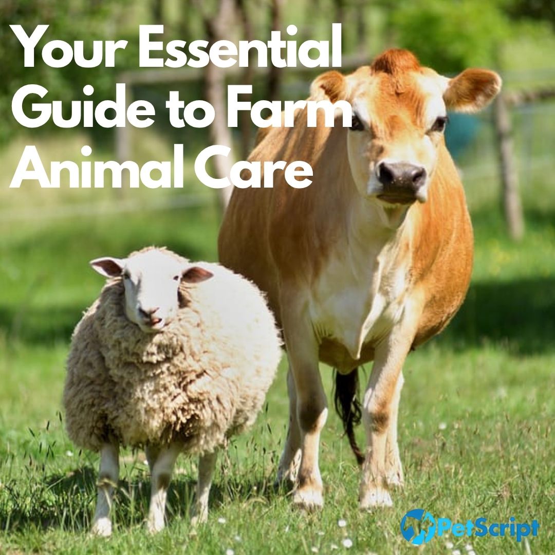 From Pasture to Coop