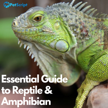 Essential Guide to Reptile & Amphibian