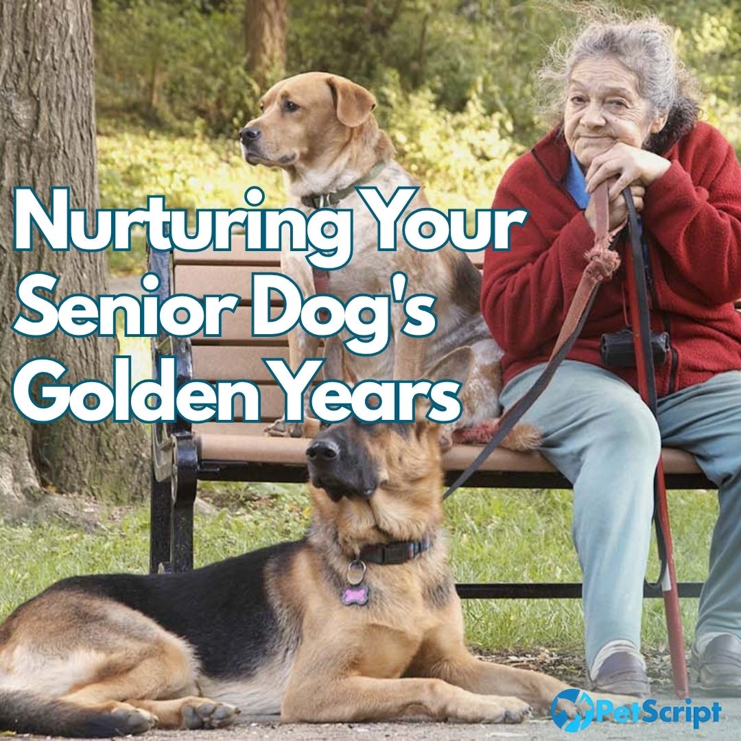 12 Ways to Maximize Joy and Health in Your Senior Dog's Golden Years