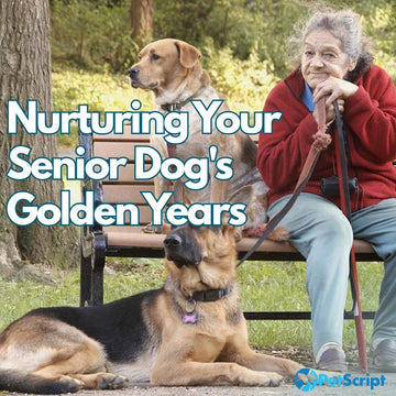 12 Ways to Maximize Joy and Health in Your Senior Dog's Golden Years