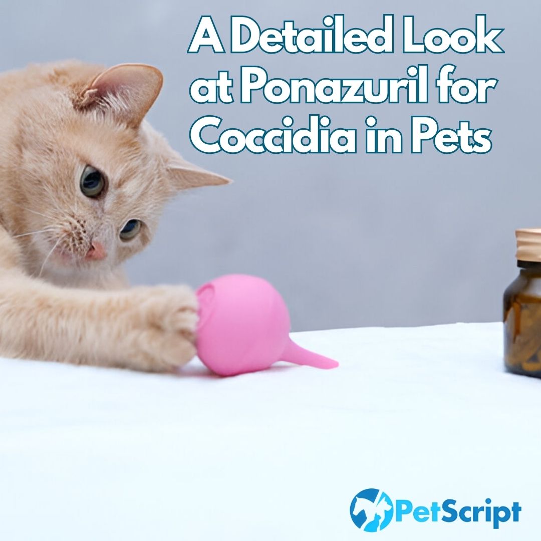 A Detailed Look at Ponazuril for Coccidia in Pets