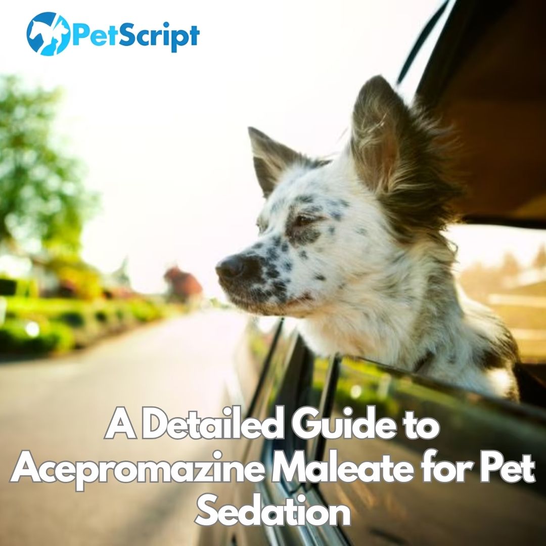 Keeping Calm: A Detailed Guide to Acepromazine Maleate for Pet Sedation