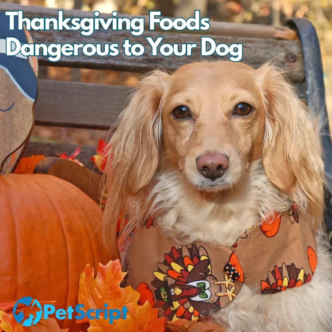 Thanksgiving Foods Dangerous to Your Dog&nbsp