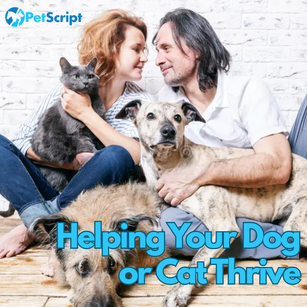 Helping Your Dog or Cat Thrive