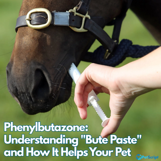 Phenylbutazone: Understanding "Bute Paste" and How It Helps Your Pet