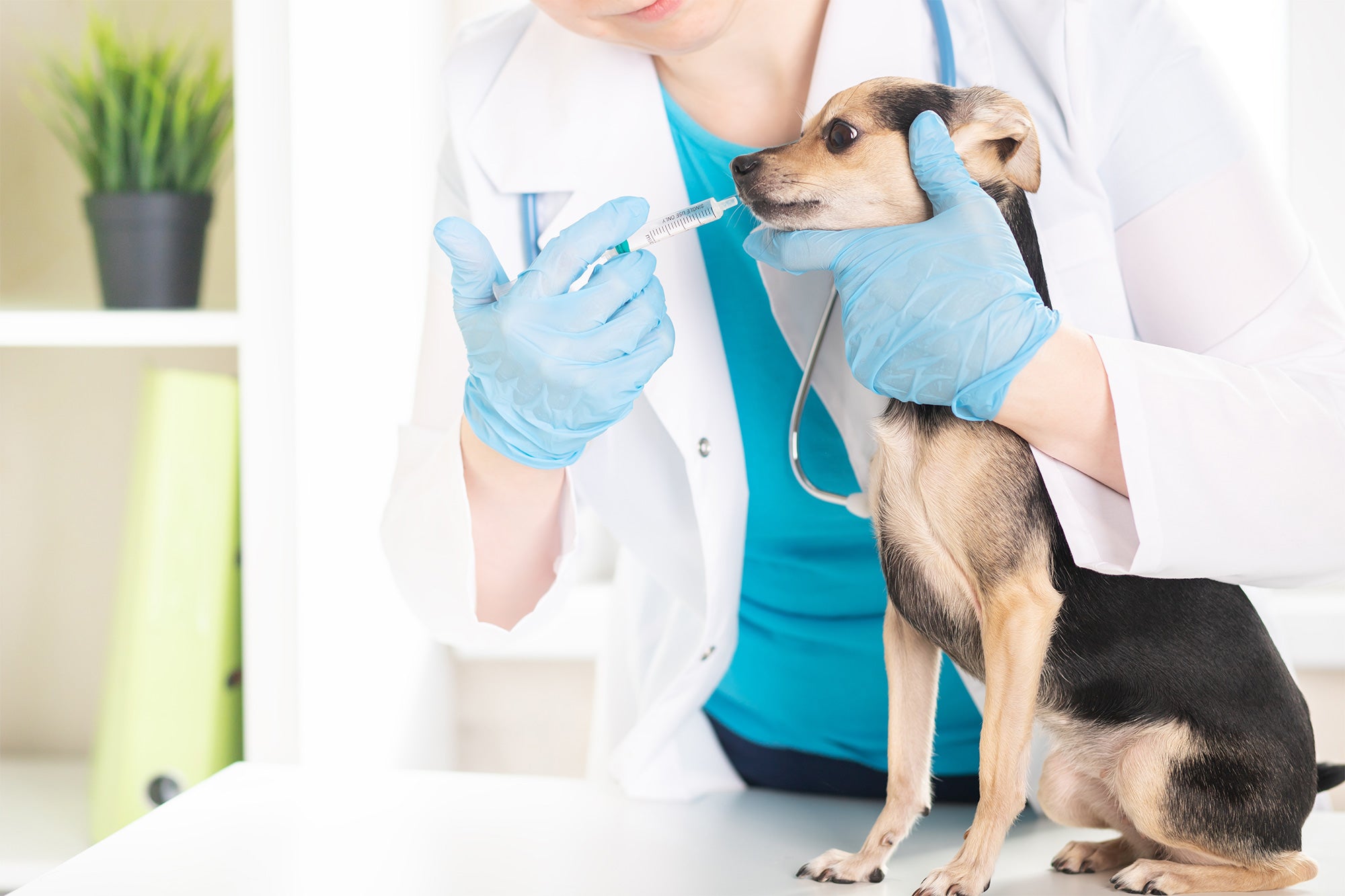 Animal Pain Awareness Month: The Top 10 Pain Medications Commonly Used by Vets