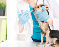 Animal Pain Awareness Month: The Top 10 Pain Medications Commonly Used by Vets