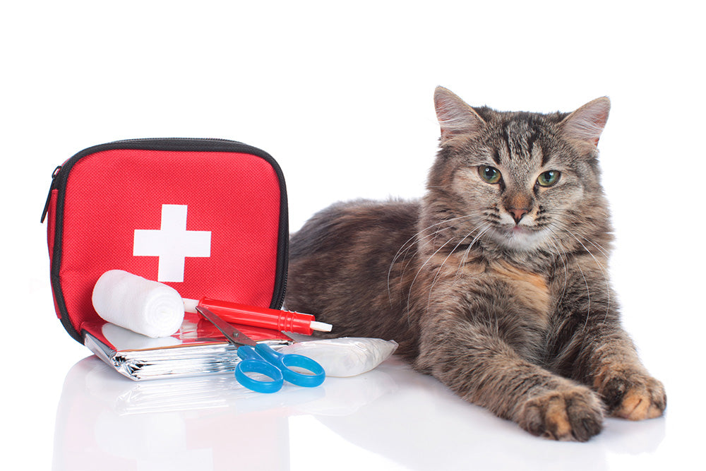 6 First-Aid Tips for Pets